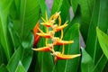 Yellow parrot flower, Heliconia, or Strelitzia, in a flower garden with green leaves background Royalty Free Stock Photo