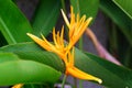 Yellow parrot flower, Heliconia, or Strelitzia, in a flower garden with green leaves background Royalty Free Stock Photo