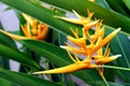 Yellow parrot flower, Heliconia, or Strelitzia, in a flower garden with green leaves background Royalty Free Stock Photo