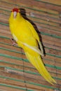 Yellow parrot Royalty Free Stock Photo