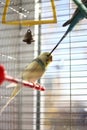 two budgerigars in a cage Royalty Free Stock Photo