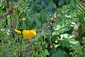 A yellow parrot sitting on the tree branch