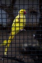 Yellow parrot trapped in a cage.