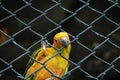 Yellow parrot trying to escape