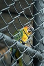 Yellow parrot trying to escape