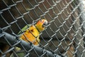 Yellow parrot trying to escape