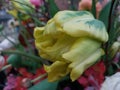 A yellow parrot tulip Royalty Free Stock Photo