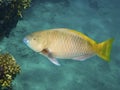 Yellow Parrotfish Royalty Free Stock Photo