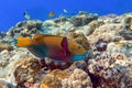 Yellow parrotfish next  to corals Royalty Free Stock Photo