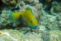 Yellow parrotfish next  to corals Royalty Free Stock Photo