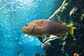 Yellow parrotfish (Scaridae) underwater Royalty Free Stock Photo