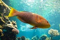 Yellow parrotfish (Scaridae) underwater Royalty Free Stock Photo