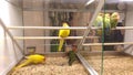 Yellow parrots and love birds in a pet shop Royalty Free Stock Photo