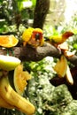 Yellow Parrots Royalty Free Stock Photo