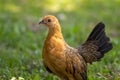 Yellow Partridge standing on the ground surrounded by greenery with a blurry background