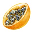 Yellow passion fruit on isolated background watercolor botanical illustration, hand drawing