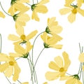 Yellow pastel blooming Flowers cosmey. Realistic isolated seamless floral pattern on vintage background. Hand drawn wallpaper