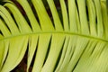Yellow pattern of Heliconia leaf close up