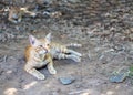 Yellow pattern thai cat lying on the ground. Royalty Free Stock Photo