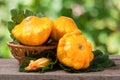 Yellow pattypan squash with leaf in a wicker basket on wooden table blurred background Royalty Free Stock Photo