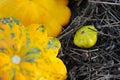 Yellow Pattypan Squashes Royalty Free Stock Photo