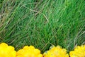 Yellow Pattypan Squashes on Grass Royalty Free Stock Photo