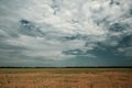 Yellow pea field against a blue sky with clouds Royalty Free Stock Photo