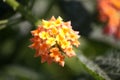 Yellow and peach colored Common lantana (Lantana camara) : (pix Sanjiv Shukla) Royalty Free Stock Photo