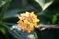 Yellow and peach colored Common lantana (Lantana camara) : (pix Sanjiv Shukla) Royalty Free Stock Photo