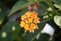 Yellow and peach colored Common lantana (Lantana camara) : (pix Sanjiv Shukla) Royalty Free Stock Photo