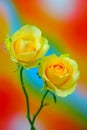 Vobrant pair of yellow hybrid roses on colorful abstract background