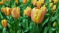 Yellow peach tulips Royalty Free Stock Photo