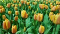 Yellow peach tulips Royalty Free Stock Photo