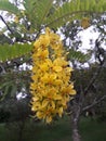 Yellow peacock flower or Caesalpinia pulcherrima Royalty Free Stock Photo