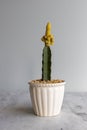 Yellow peanut cactus grafted on a cactus rootstock