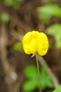 Yellow peanut flower on a blurred background