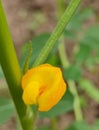 Yellow Peanut Flower