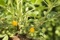 Yellow peanut flowers