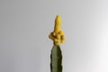 Yellow peanut grafted cactus head closeup view