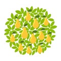 Yellow pear fruits tree. Against the round background of the crown and leaves. Orchard garden harvest. Vector.