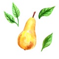 Yellow pear and green leaves. Hand drawn watercolor illustration. Isolated on white background Royalty Free Stock Photo