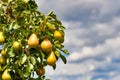 Yellow pear growing on fruit tree in late summer with copy space Royalty Free Stock Photo