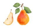 Yellow pear with leaves. Whole and pieces of berries. Botanical watercolor and marker illustration. Ripe fruits from a