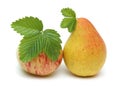 Yellow pear and red Apple with green raspberry leaf on top isolated on white background Royalty Free Stock Photo
