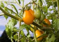 Yellow Pear Tomatoes