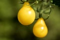 Yellow pear tomatoes Royalty Free Stock Photo