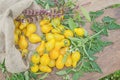 Yellow pear tomatoes. Healthy natural organic food Royalty Free Stock Photo