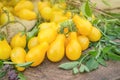 Yellow pear tomatoes. Healthy natural organic food Royalty Free Stock Photo