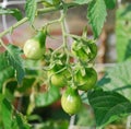 Yellow Pear Tomatoes on Vine Royalty Free Stock Photo