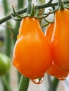 Yellow Pear Tomatos Dripping With Raindrops Royalty Free Stock Photo